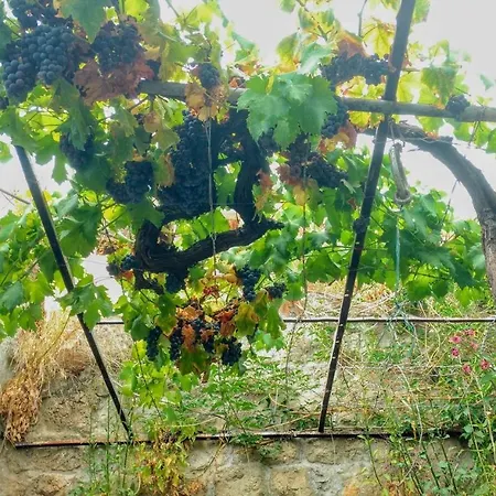 Nonina - Relax And Let Go Dubrovnik